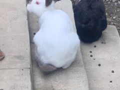 -栾川竹海野生动物园