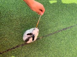 -萌宠亲子动物乐园(槐房万达店)