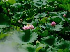 -黄兴公园