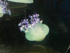-香港海洋公园