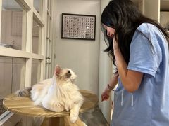 -楼上猫咖(罗湖店)