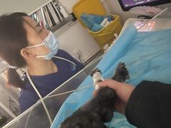 -北京观赏动物医院·24小时大型综合·猫专科·异宠专科