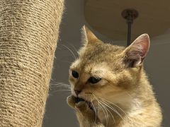 -楼上猫咖(罗湖店)