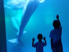 -秦皇岛乐岛海洋王国