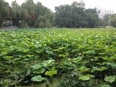 iphone_upload_pic-莲湖公园