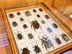-上海大自然野生昆虫馆