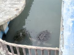 -广东惠东海龟国家级自然保护区
