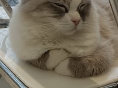 -怪兽屋·羊驼·猫咖·狗咖(俊华广场店)
