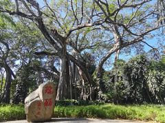 -瑞丽独树成林风景区