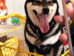 -柴犬高等学院·狗咖·柴犬售卖·宠物训练