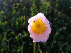 -长白山万达喜来登度假酒店