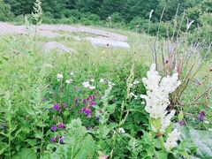 -白草畔自然风景区