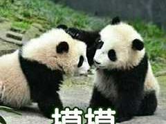 -CoCo都可(十全东店)