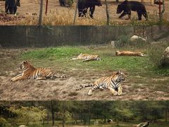 -沈阳森林动物园