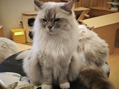 -瞄一喵猫咖(格力海岸店)