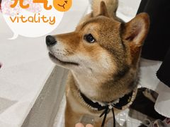 -柴务处·柴犬主题狗咖