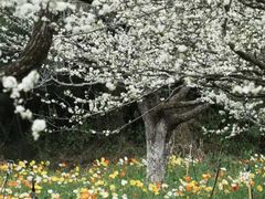 -名花谷生态庄园