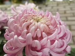 -天怡·鱼工厂(梅溪湖店)