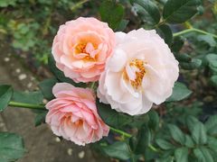 -鱼桥巷·美学川菜