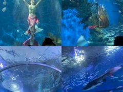 -海合安武汉极地海洋公园