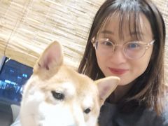 -南京Hallo宠物乐园·哈罗犬舍·柴犬繁育基地