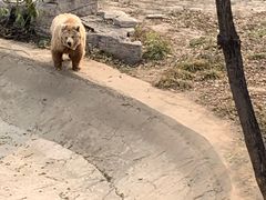 -石家庄市动物园