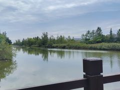 -盐城丹顶鹤湿地生态旅游区