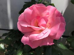 -爱上花开·蛋糕·安佳动物奶油轻奢私人定制(凯德店)