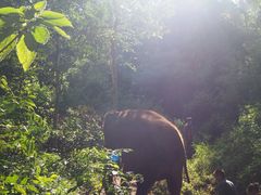 -野象谷景区