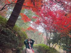 -杭州半山国家森林公园