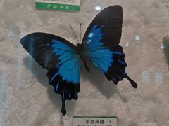 -辛玛王国游乐园