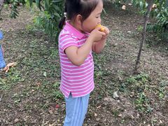 -樂桃源奉贤黄桃种植采摘基地