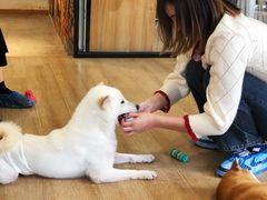 -南京Hallo宠物乐园·哈罗犬舍·柴犬繁育基地
