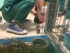 -雨林宠物医院 非犬猫异宠专科