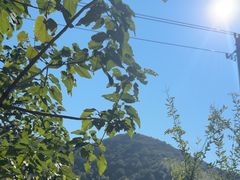 -大唐贡茶院