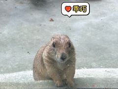 -合肥野生动物园