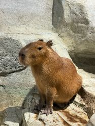 -Zoolung Zoolung动物主题公园(海信广场店)