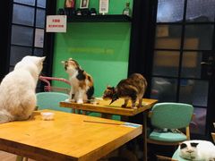 -猫色咖啡·猫咖