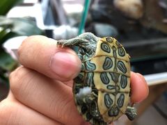 -高德24h动物医院