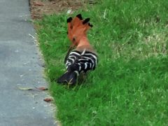 -三亚海棠湾万丽度假酒店