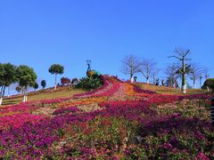 -东莞植物园