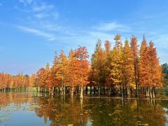 -白鹭湾湿地公园