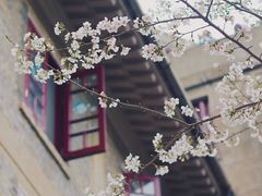 -武汉大学-樱园
