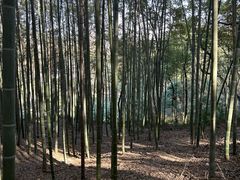 -上海佘山国家森林公园天马山园