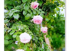 -三圣花乡旅游区