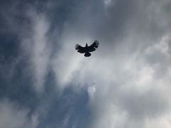 -尼甘布海鲜市场