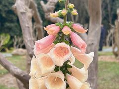 -深圳市中科院仙湖植物园