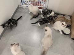 -有喵·猫咖·狗咖·30几只猫10只小狗(岗厦店)