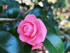 -杭州植物园