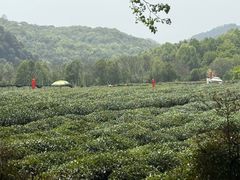-中国茶叶博物馆(双峰馆区)